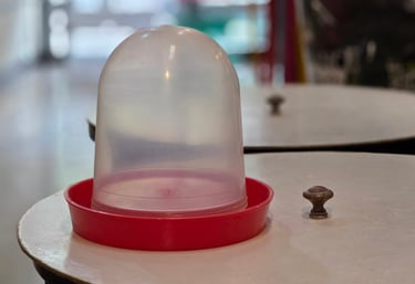 Dispenser agua y tolva alimento para aves