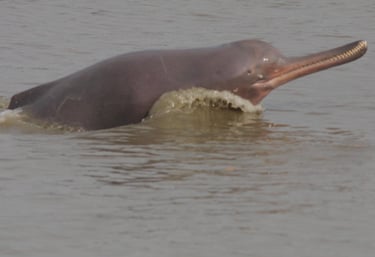 Dauphin du gange dans la rivière Mohana