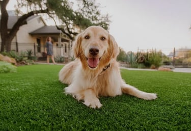 Artificial grass for dog