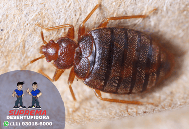 persevejos