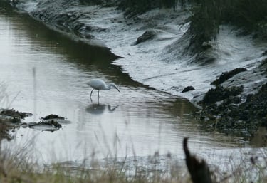 Aigrette garzette