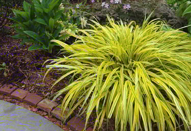 a garden with a bench and a bench in the middle of the garden