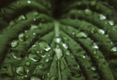Drops of water on a leaf