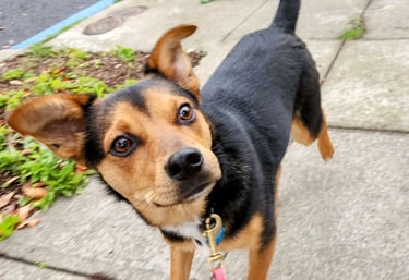 A small black and tan dog is walking on leash on a sidewalk