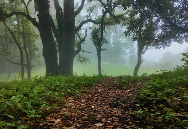Leaf-strewn forest path winding through tall mossy trees in the morning mist