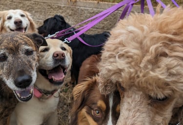 Dogs all craming together to get into frame for a group shot