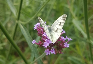 a butterfly butterfly on a flower in a field