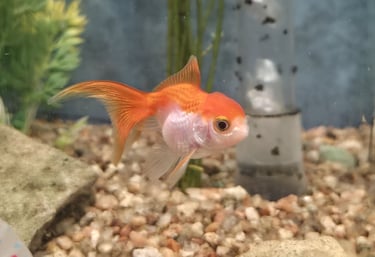 oranda