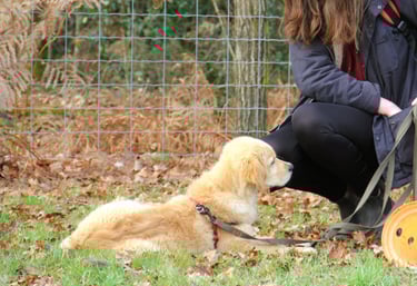 séance d’ecole du chiot en petit groupe chez activ canin à mérignac