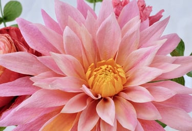 Fleur de dahlia rose dragé en papier crépon. 