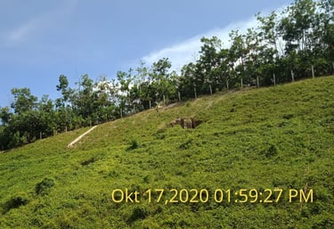 Hydroseeding process