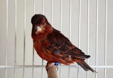 canario cobre intenso