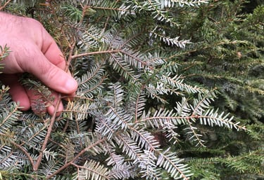 Elongate hemlock scale