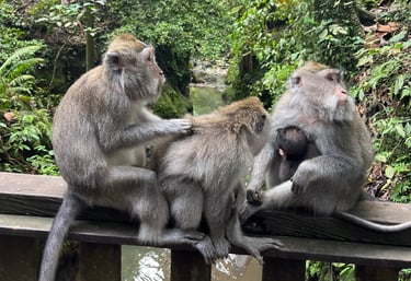 two monkeys sitting on a wooden fence