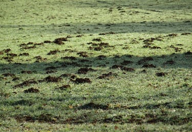 Zwalczanie kretów oraz nornic metodą gazowania Śląsk - jest to najskuteczniejsza metoda.