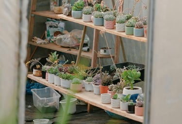 Humidity tent for cacti and succulents