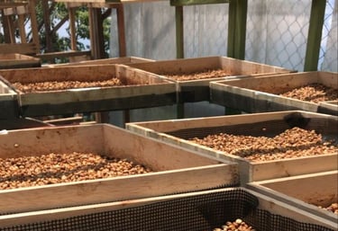 arabica green bean exporter