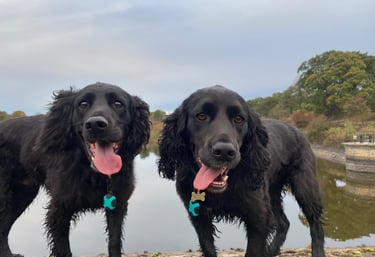 2 dog on a dog walk in harrogate with a dog walker in harrogate