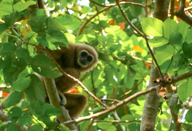Gibbon, Chumphon