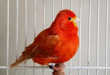 canario isabel rojo intenso