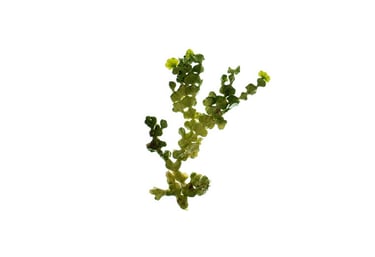 Halimeda sp.
