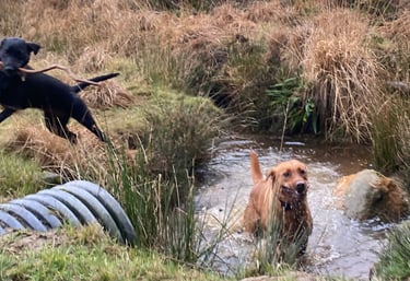 a dog walker walking in a group of dogs in harrogate