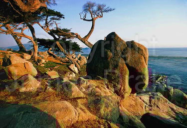 The shoreline at Point Lobos, California, in the 1970s by James Drake
