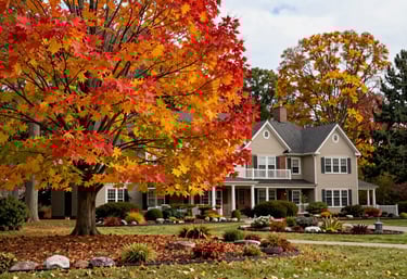 A beautiful seasonal landscape display with autumn leaves cleared and crisp garden edges, North American / US architecture in background.
