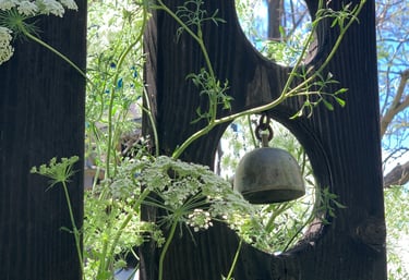 White Queen Anne's Lace flowers growing through a dark wooden fence with a hanging bell.