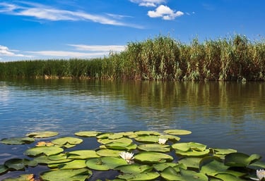 Peisaj cu nuferi si stuf din Delta Dunarii