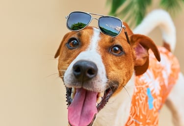 Perro con una camisa de estampado floral tropical y gafas de sol para unas vacaciones