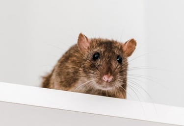 RAT D EGOUT SUR UN PLACARD