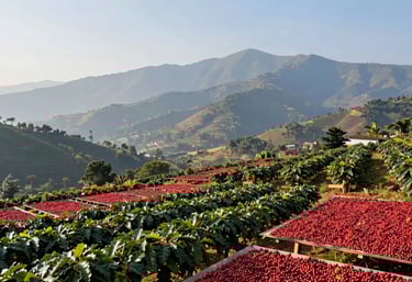 A landscape view of the coffee drying terrace (terreiro) at the farm, with mountains in the background under a soft blue sky. Very clean and professional.