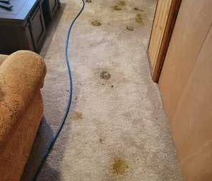 Before Photo of dirty carpet before king Organic Clean started. 
