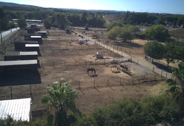 paddocks avec chevaux