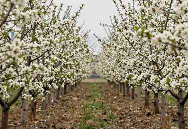 a row of trees with white flowers on them