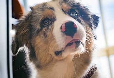 Portrait rapproché d’un chien au regard expressif en lumière naturelle