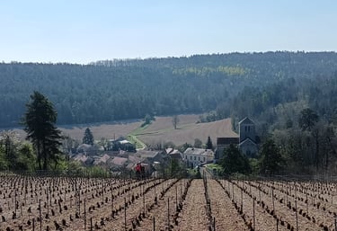 vignoble de bourgogne à Gomeville