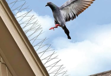 Technician carefully installing bird spikes on a balcony railing in Bangalore.