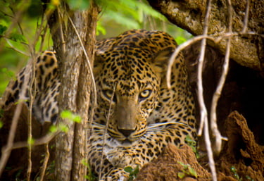 Leopard in Yala National Park on Wild Ceylon Safari Tour