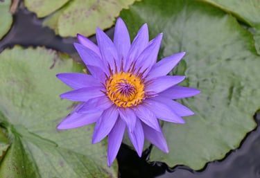 Purple Flower
