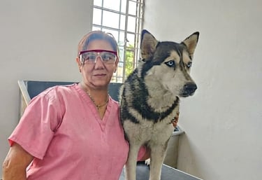 Un peluquero profesional de mascotas con uniforme rosa de pie junto a un gran perro Husky.
