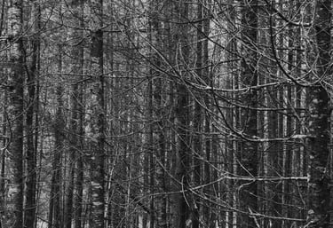 Black-and-white photograph of slender trees forming a dense pattern of overlapping vertical lines.