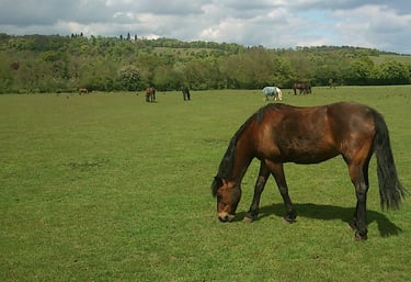Horses grazing in lush green pastures at Meadow Farm Pangbourne