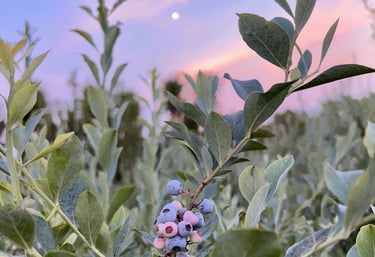 Arándanos frescos madurando en un arbusto en un campo de cultivo bajo un cielo colorido al atardecer