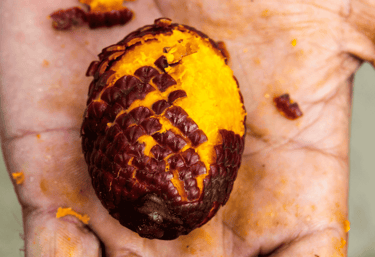 Primer plano de una mano sosteniendo un aguaje semi pelado, mostrando su piel escamosa y pulpa amarilla vibrante.