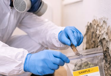 mold sample collection safely at home