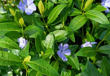 sodoidile.lt augalų sodinimas ir jų parinkimas