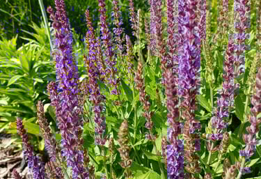 sodoidile.lt augalų sodinimas ir jų parinkimas