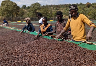 Cofee hand picking